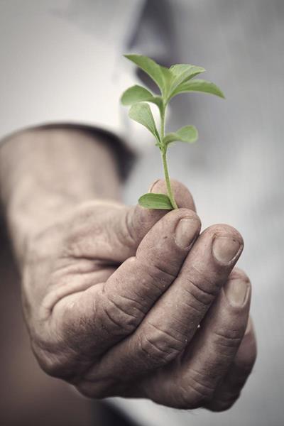 A hand holding a stevia plant.