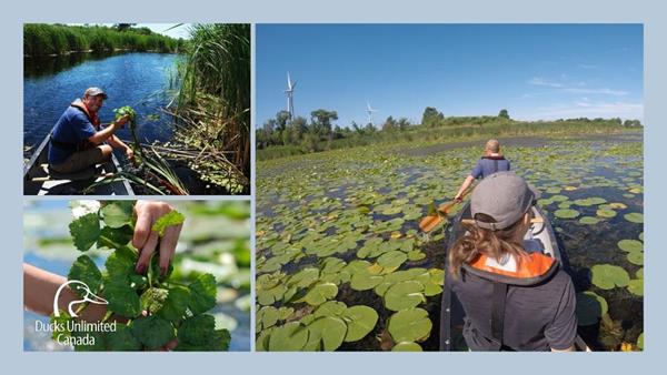 DUC takes a leading role in the control and monitoring of the invasive aquatic plant, European water chestnut, in the Lake Ontario watershed. Since the control program began, the amount of water chestnut in the highly valued coastal wetlands around Wolfe Island has decreased dramatically, year after year. 