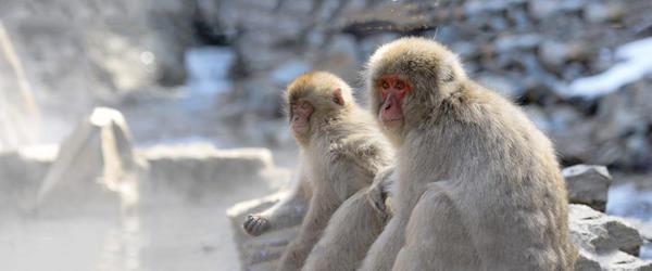 Zegrahm guests spot Japanese macaques, also known as snow monkeys, as they soak in hot springs. 