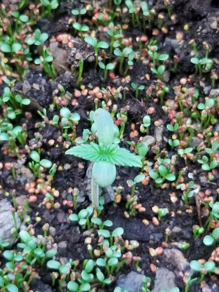 cannabis germinated with barley cover crop part0