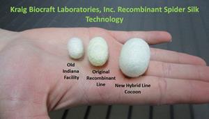 Kraig Biocraft Laboratories New Hybrid Cocoon Size