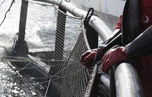 Aquaculture technician oversees fish in a net pen