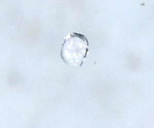 White transparent, dodecahedron microdiamond recovered from mini-bulk sample CF-R1-7