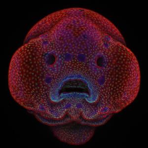 Nikon Small World 2016 Winning Image, Four-day-old zebrafish embryo, by Dr. Oscar Ruiz