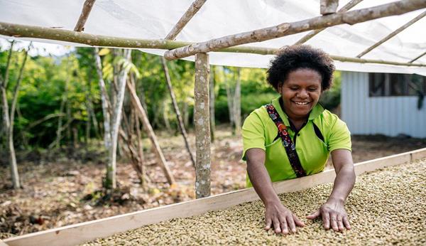 Ronah Peve, an extension office and member of the Highland Organic Agriculture Cooperative, checks on drying coffee at the Unen Choit Cooperative Society in Papua New Guinea. Photo by Josh Griggs.