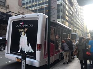 Adoption Fees Waived at Bideawee Pet Adoption Event in Union Square at 17th St, NYC