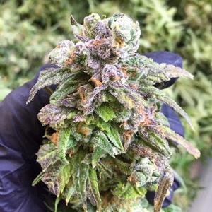 Colorado Harvest Company Cannabis