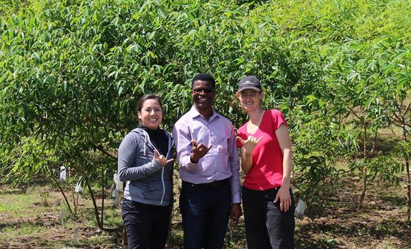 (l-r) Sharon Motomura, Chiedozie Egesi and Joana Norton, of the Next Generation Cassava Breeding project, flash the ’shaka’ sign of ‘aloha’ in front of an international hybridization plot at the University of Hawaii in Hilo. The plot is planted with high-yielding cassava from Africa that is resistant to viruses and elite material from South America with high dry matter and high beta carotenes. The site provides a disease-free environment for testing. PHOTO PROVIDED
