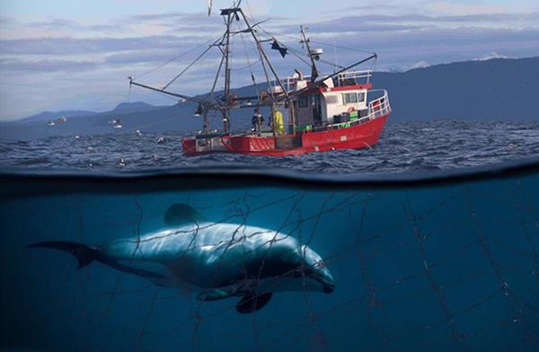 Sea Shepherd Demands that the United States Ban Seafood Imports from New Zealand Fisheries that Are Driving Māui Dolphins to Extinction.