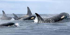 0_int_HollyFearnbach,NOAAnmmlweb-killerwhale-lrg-101.jpg