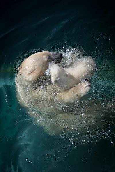 Polar Bears Anana and Amelia Gray swimming at Columbus Zoo & Aquarium.
Photo by Grahm Jones, Columbus Zoo & Aquarium 