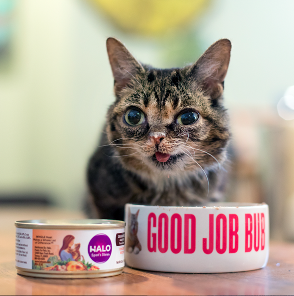 Lil BUB announces she has chosen Halo's newly launched premium pet food that is HOLISTIC. WHOLE. HUMANE. as her pet food of choice