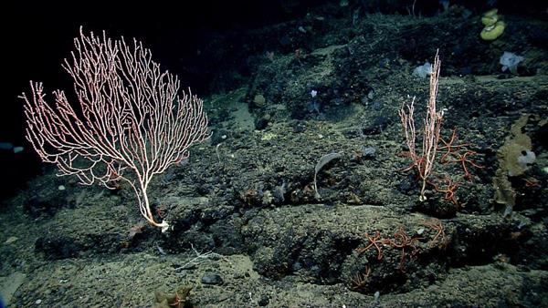 The Northeast Canyons and Seamounts Marine National Monument is one of three marine monuments for which Interior Secretary Ryan Zinke has reportedly recommended changes (Photo credit: NOAA).