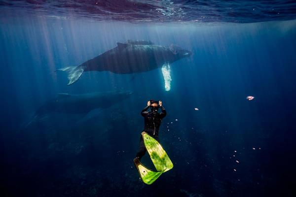 Dominican Republic’s Silver Bank Sanctuary, situated roughly 80 nautical miles north of resort city of Puerto Plata, is one of only two areas in the entire world where nature lovers can experience an in-water encounter with humpback whales.

