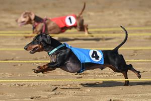 Belterra Park Gaming annual wiener dog races