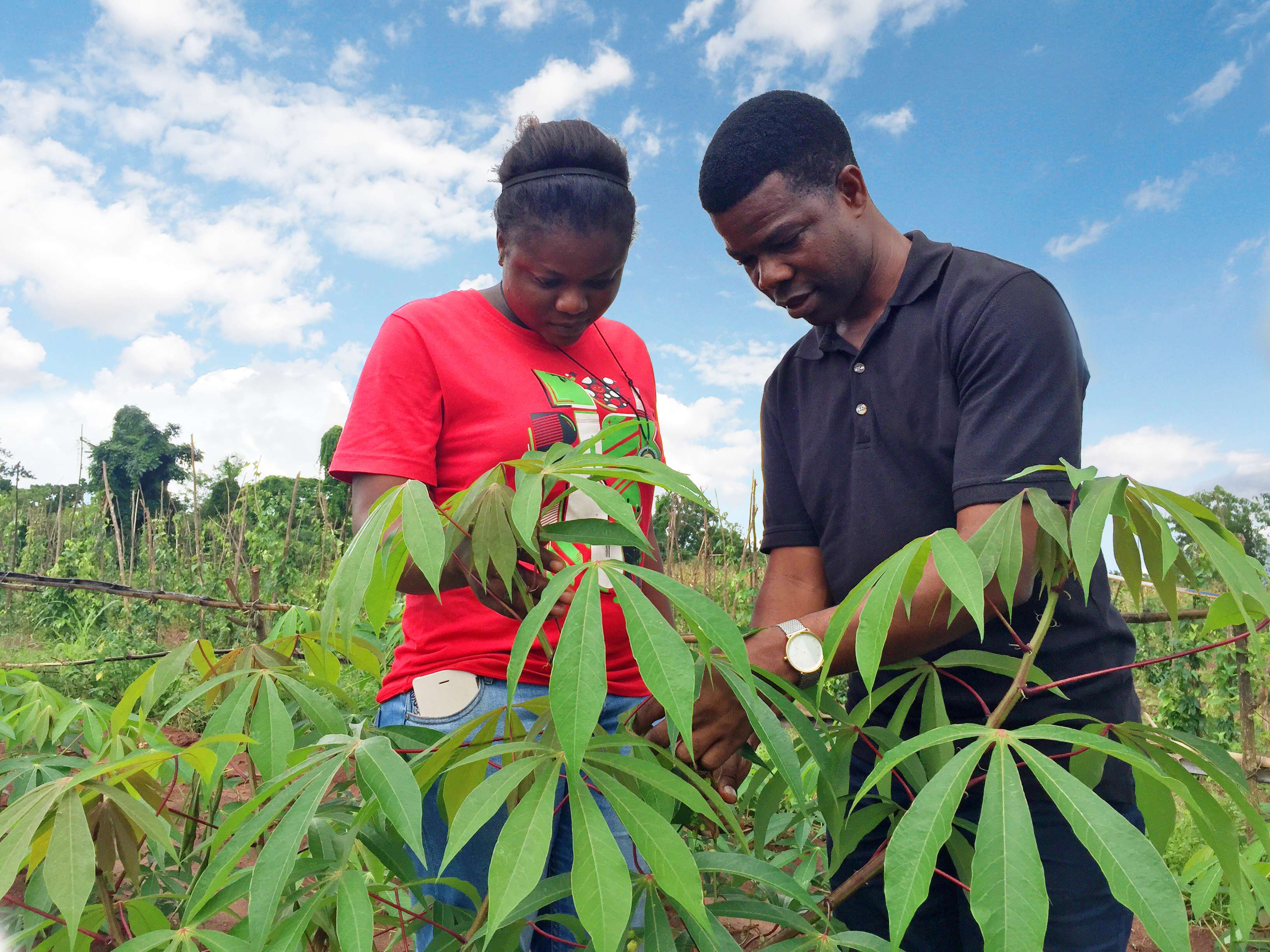 (l-r) Field technician Tessy Uwangue, and Chiedozie Egesi, project leader for the Next Generation Cassava Breeding project, check field plots of cassava at the International Institute of Tropical Agriculture in Nigeria for signs of disease. PHOTO PROVIDED