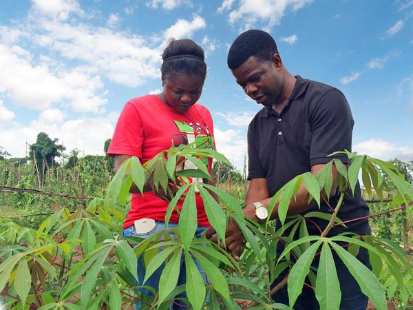 (l-r) Field technician Tessy Uwangue, and Chiedozie Egesi, project leader for the Next Generation Cassava Breeding project, check field plots of cassava at the International Institute of Tropical Agriculture in Nigeria for signs of disease. PHOTO PROVIDED