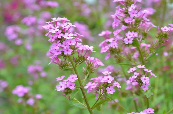 Phlox paniculata 'Jeana' outperformed nearly every other phlox in the trial. Its clean, sturdy habit and disease resistant make it an excellent addition to a garden design, and its flowers are exceptionally attractive to butterflies. 
