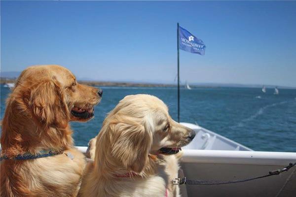 Hornblower Cruises & Events Dogs on Deck in Marina del Rey