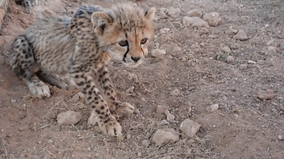 Photo caption: Cheetah confiscated from the illegal pet trade and now living with CCF's caretakers at a site in Somaliland. 