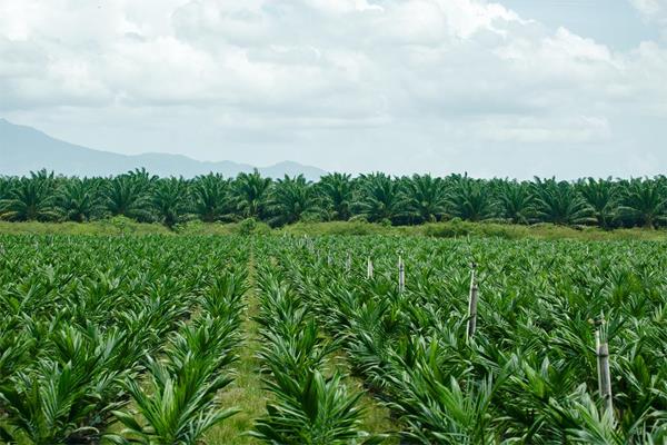Organic practices and reduced use of chemical fertilizers have enabled flora and fauna to flourish at Dinant’s African Palm oil plantations in Honduras.

