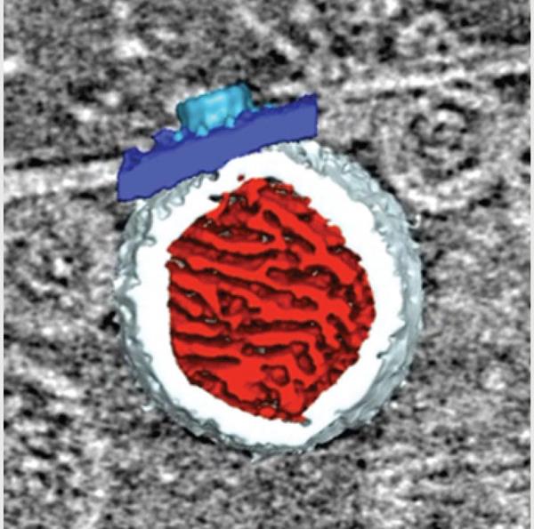 Pictured is a 3-D rendering of a virus RNA replication spherule. The mitochondrial outer membrane is in dark blue, the spherule membrane in white, the interior spherule RNA density in red, and the spherule crown aperture in light blue.