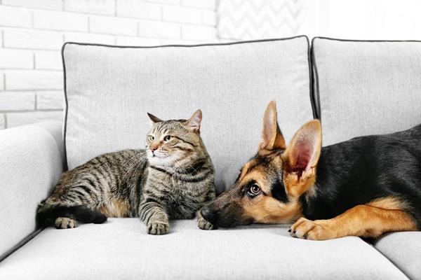 While cute and cuddly, mischievous household pets can cause damage to home furnishings while their owners are on vacation.