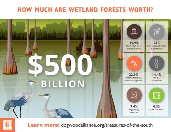 Wetland forests are worth over $500 billion to the people of the Southern U.S. They provide protection from extreme weather events, a place for tourism and recreation, clean drinking water, habitat for plants and animals, and many other important services.