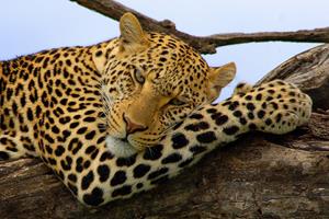 2_medium_Leopard-KenyaSafari-BeyondCruises.jpg