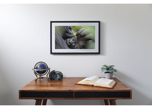 NETGEAR brings the world of National Geographic to your wall with Meural